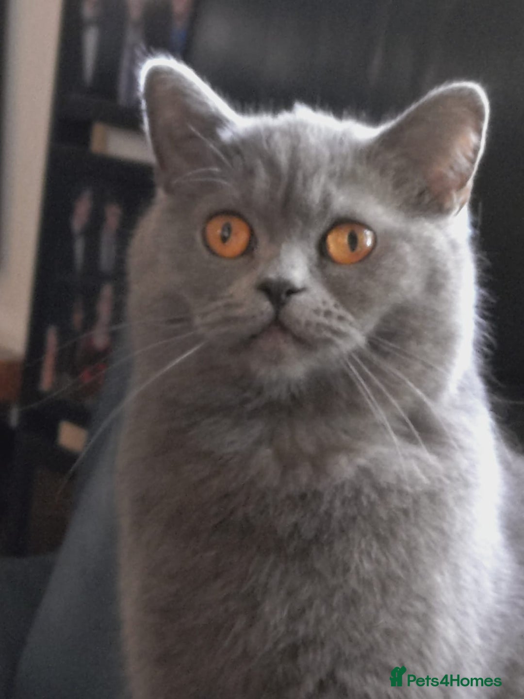 British Shorthair cats for sale: British Shorthair/Scottish Fold - 2 Grey Avail - Image 12