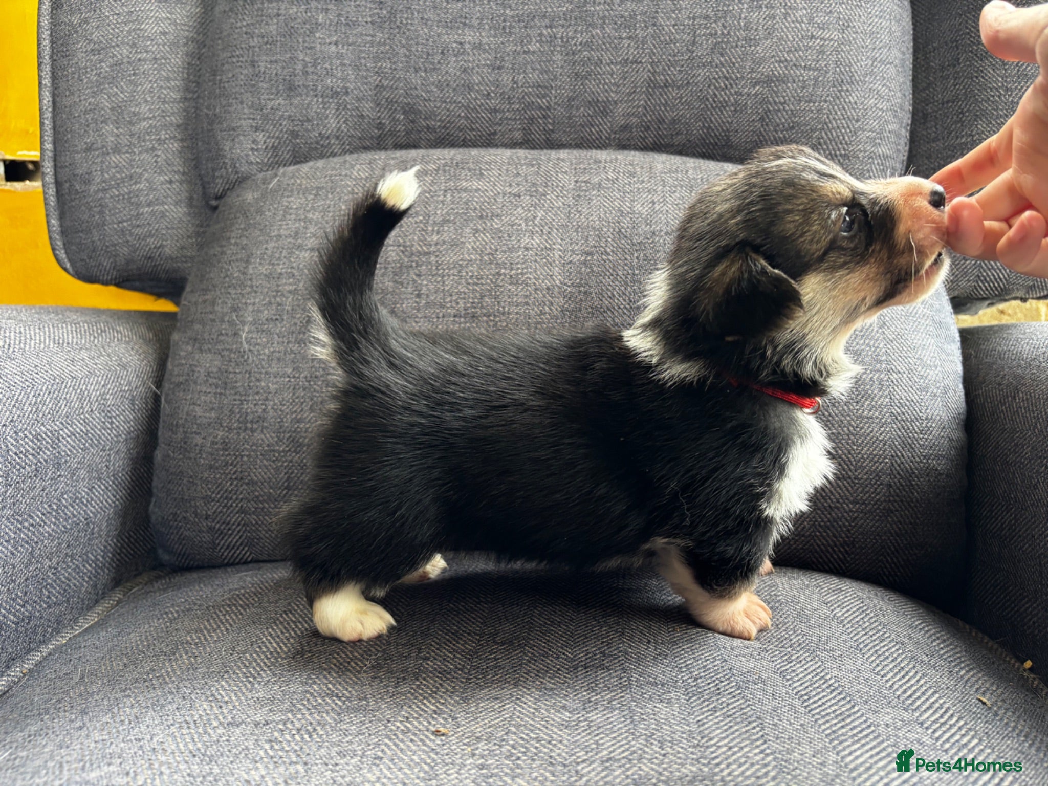 Welsh Corgi Pembroke dogs KC Registered Pembroke Welsh Corgi Puppies - Advert 2