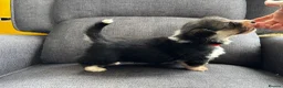 Welsh Corgi Pembroke dogs for sale: KC Registered Pembroke Welsh Corgi Puppies in Salisbury - Advert 2