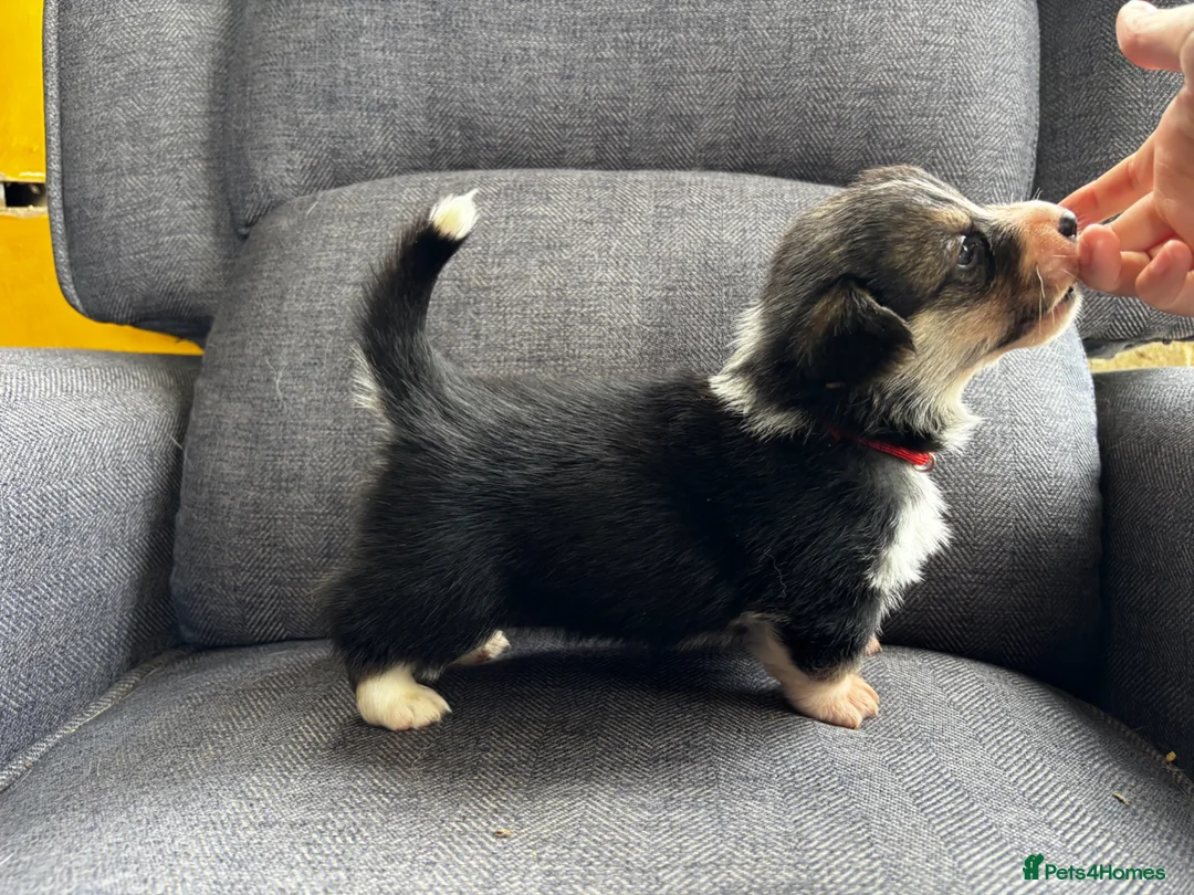 Welsh Corgi Pembroke dogs for sale: KC Registered Pembroke Welsh Corgi Puppies in Salisbury - Advert 2
