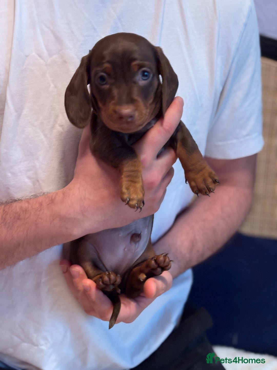 Miniature Dachshund dogs for sale: Miniature Dachshund puppies 7 weeks old  - Image 7