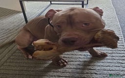 American Bully dogs for stud: Tan and white Boy American bully  - Image 2