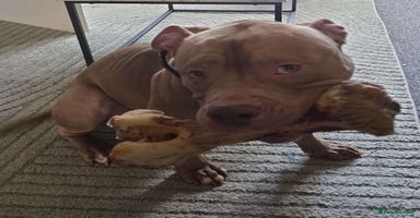 American Bully dogs - Advert 13