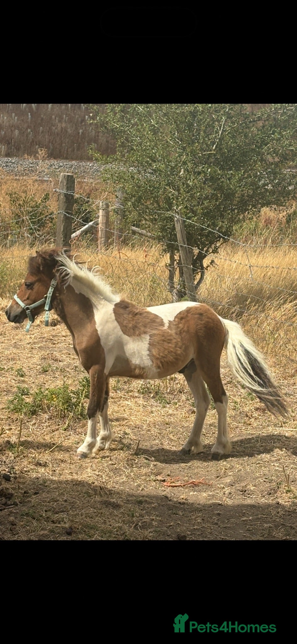 Welsh Section D horses Shetland x miniature horse colt  - Advert 9