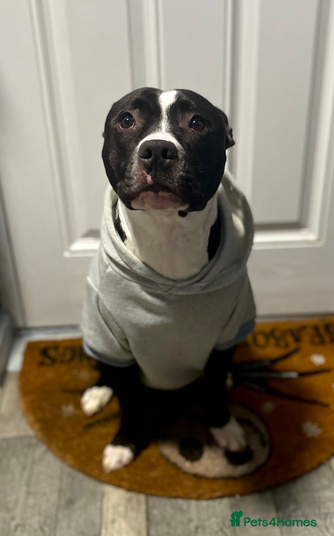 Staffordshire Bull Terrier dogs for stud: Quality STUD carries blue, red and tri gene  - Advert 22