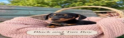 Miniature Dachshund dogs for sale: Miniature Dachshund Boys and Girl - Advert 15