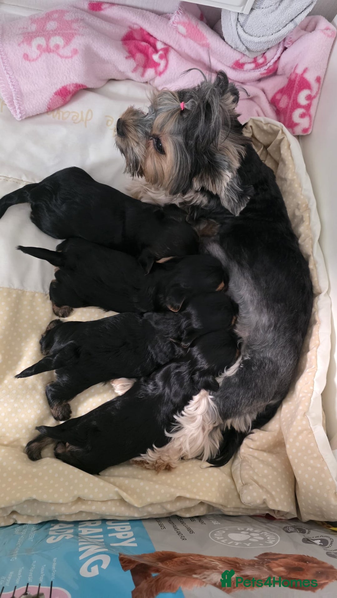 Yorkshire Terrier dogs for sale: Yorkshire terrier  - Image 6