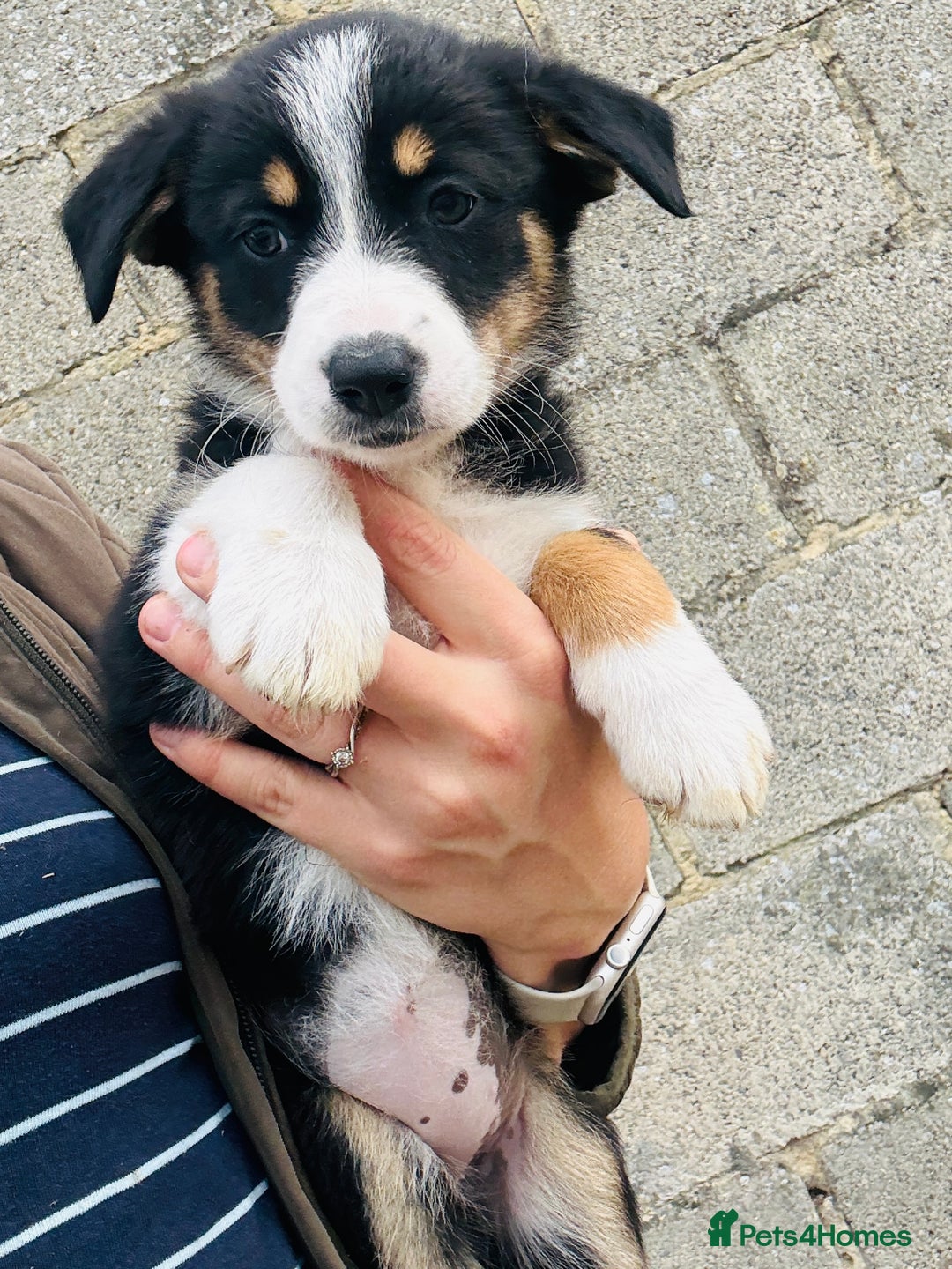 Border Collie dogs for sale: Gorgeous Tri colour border collie puppies  - Image 8
