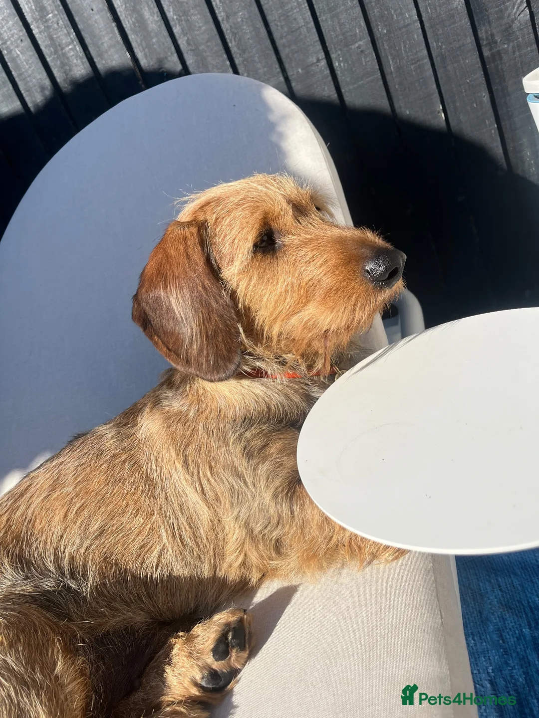 Dachshund dogs for stud: STUD ONLY Wire-haired Standard Dachshund  - Advert 2