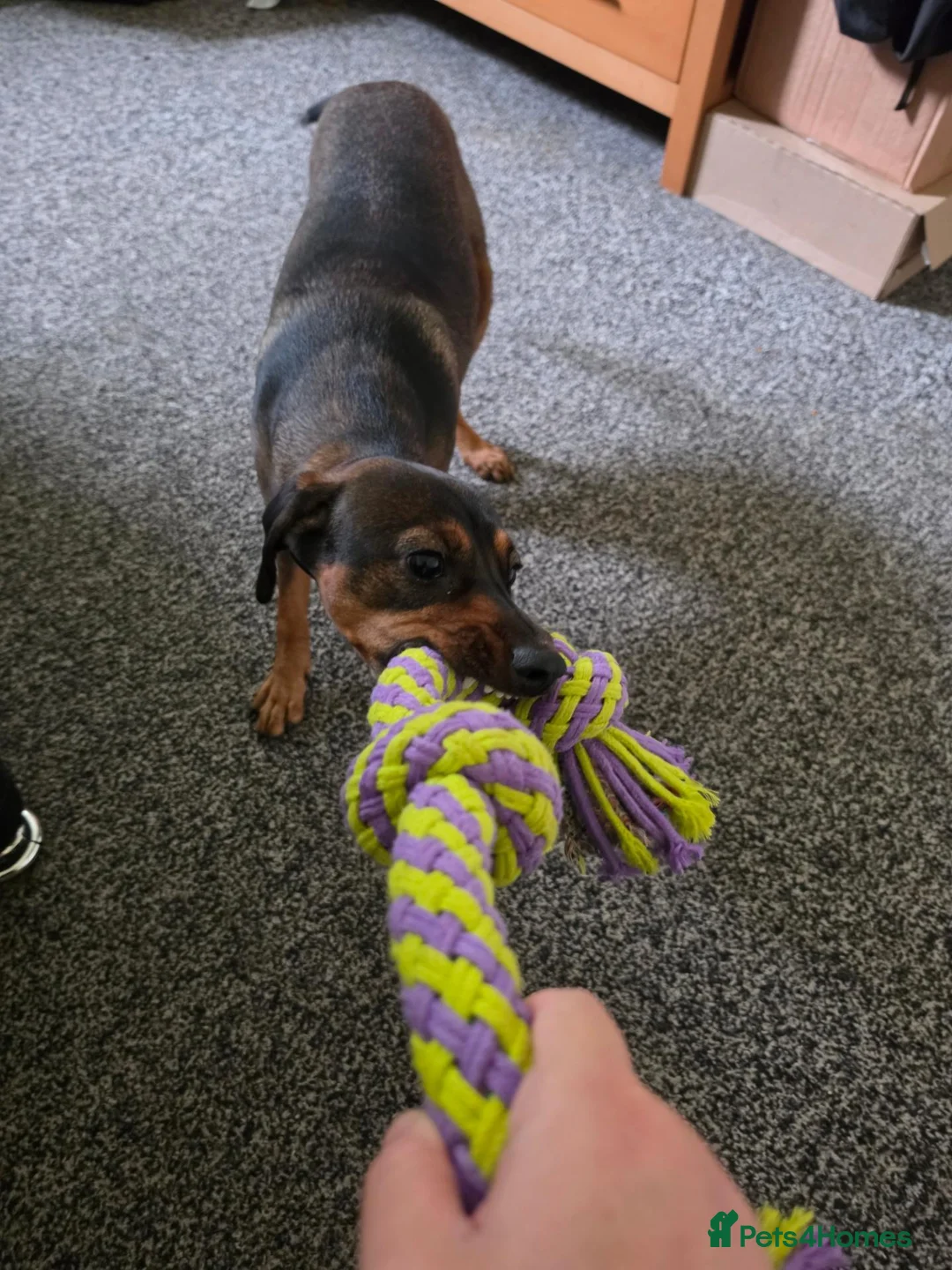 Mixed Breed dogs for sale: 9 month old boy in Exeter - Advert 8