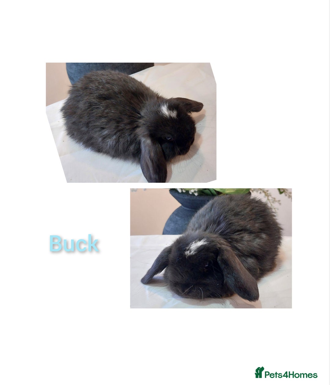 Mini Lop rabbits for sale: Stunning Mini Lop Baby Rabbits - Advert 9