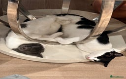 Domestic Shorthair cats for sale: Beautiful Domestic Cats-Mum,Dad&3 Adorable Kittens - Image 5