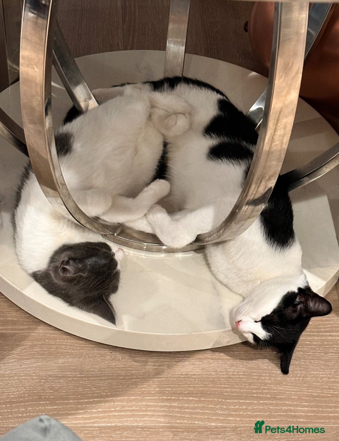 Domestic Shorthair cats for sale: Beautiful Domestic Cats-Mum,Dad&3 Adorable Kittens - Image 5