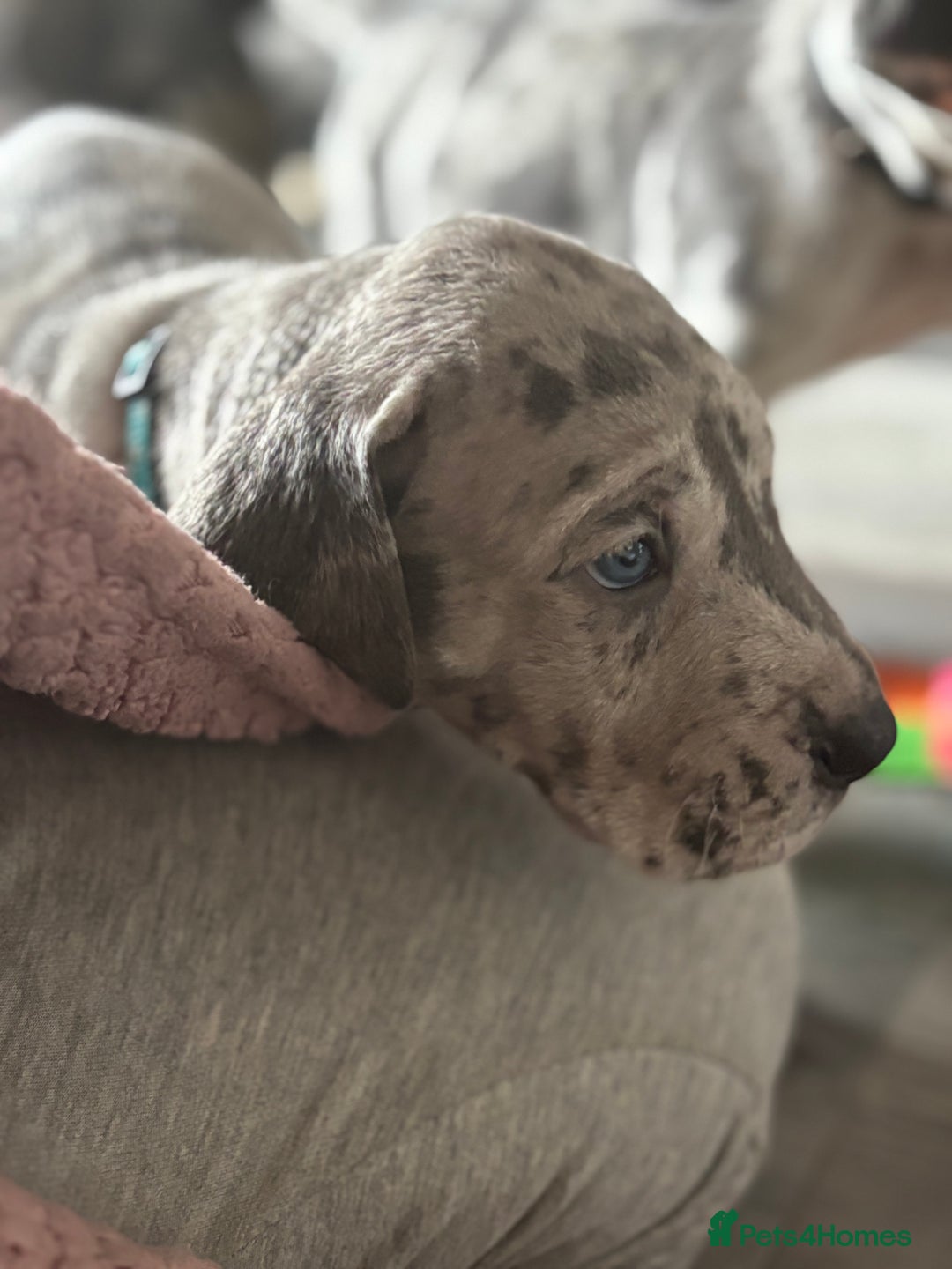 Great Dane dogs for sale: KC registered blue Great Dane puppies - Image 33