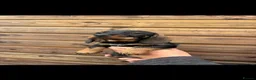 Dachshund dogs for sale: Dachshund KC wire haired puppies  - Advert 14