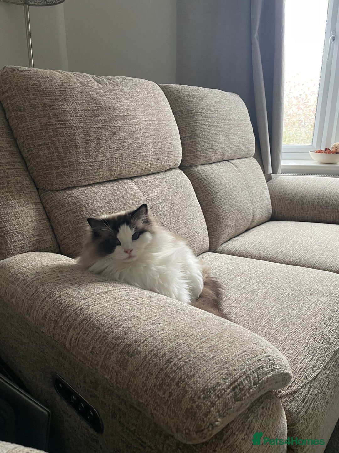 Ragdoll cats for sale: Beautiful Ragdoll Female – 3 Years Old - Advert 8
