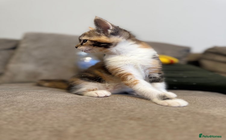 Mixed Breed cats - Advert 3