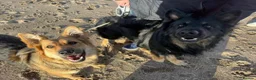 German Shepherd dogs for sale: Beautiful 8 German shepherd puppies - Advert 3