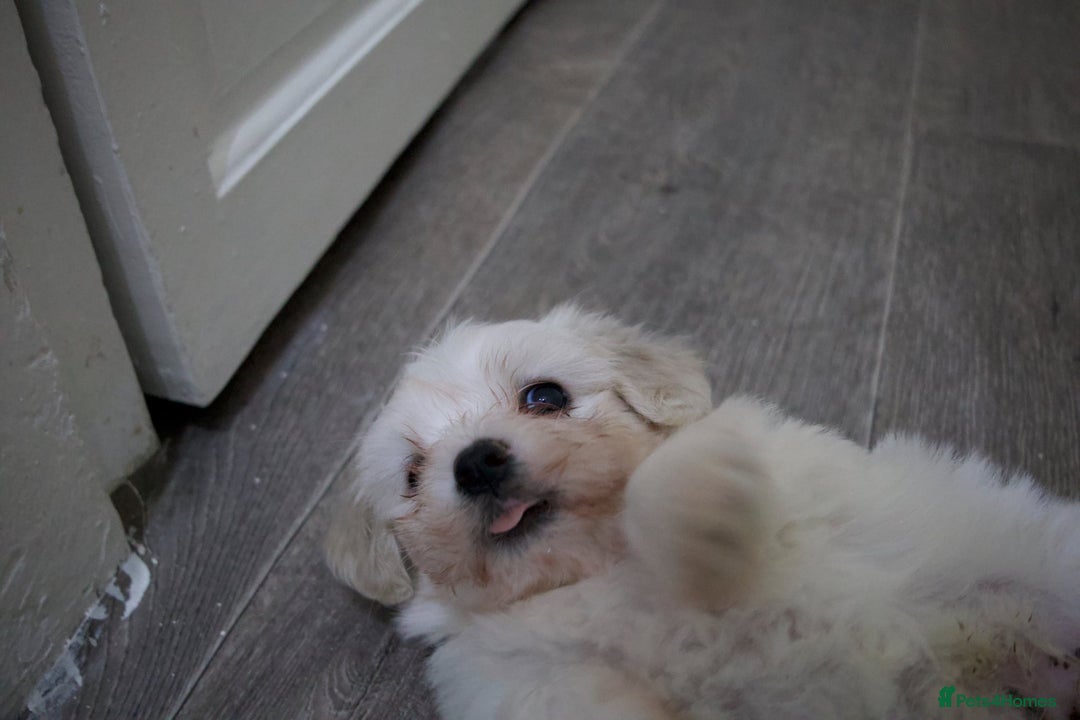Maltese dogs for sale: Adorable maltese 3boys and 3 girls - Image 14
