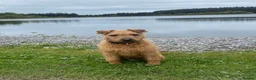 Lakeland Terrier dogs for stud: Red Lakeland Terrier  in Wrexham - Advert 6