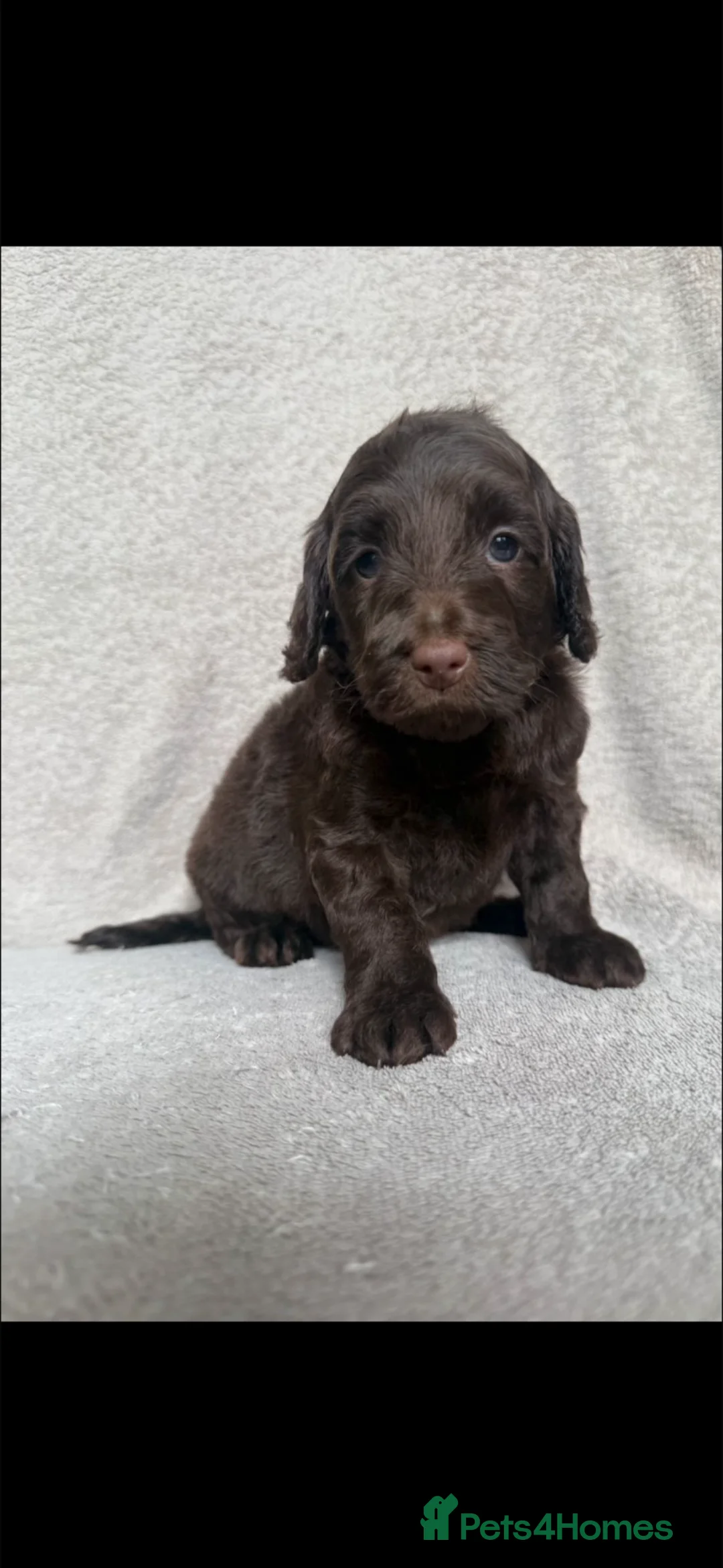Cockapoo dogs for sale: F1b cockapoo pups  - Advert 2