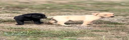 Labrador Retriever dogs for sale: 7 gorgeous kc Labrador puppies - Advert 28