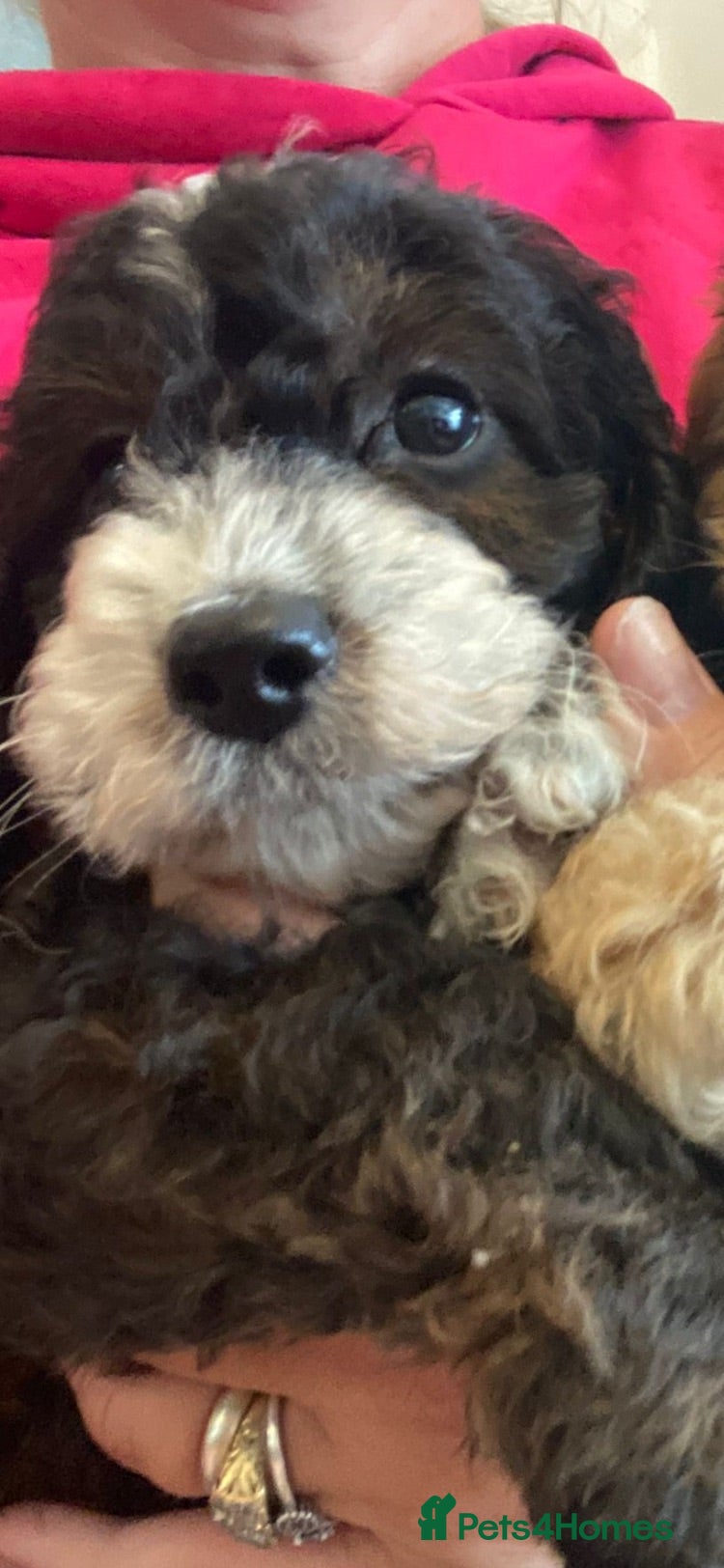 Cockapoo dogs ONLY 2 LEFT !!OUTSTANDING COCKAPOO PUPPIES  - Advert 2