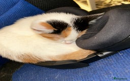 Mixed Breed cats for sale: 4 beautiful mixed breed kittens, ready to leave. - Image 10