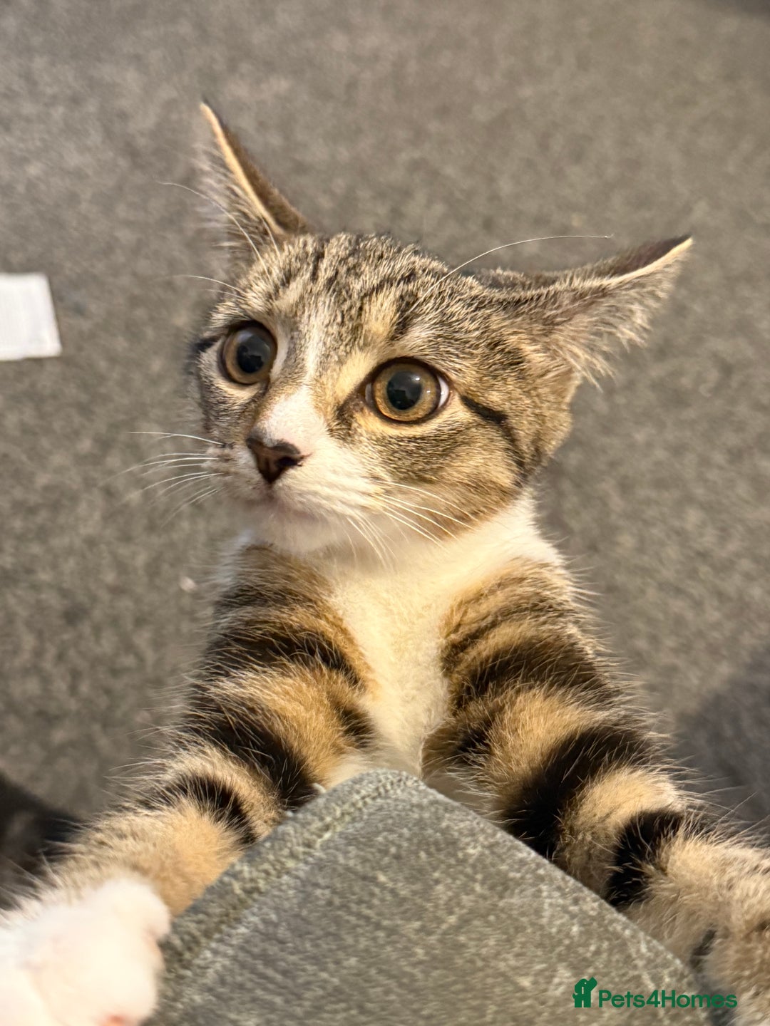 Mixed Breed cats for sale: Yuna  - Advert 1