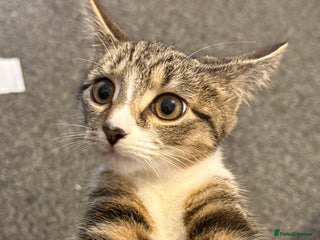 Mixed Breed cats Yuna - Advert 1