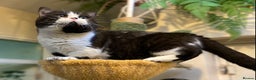 Munchkin cats for sale: Call center cat, TICA active registered munchkin - Advert 1