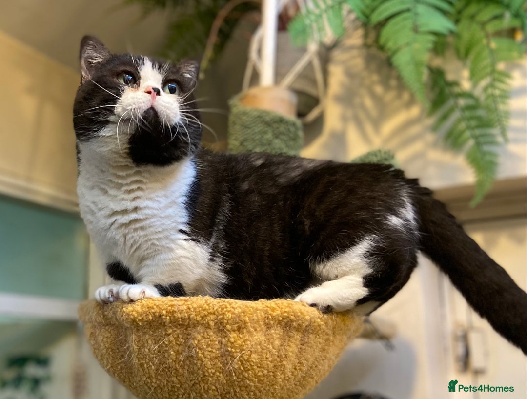 Munchkin cats for sale: Call center cat, TICA active registered munchkin - Advert 1