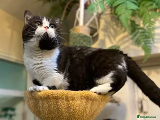 Munchkin cats Call center cat, TICA active registered munchkin - Advert 3