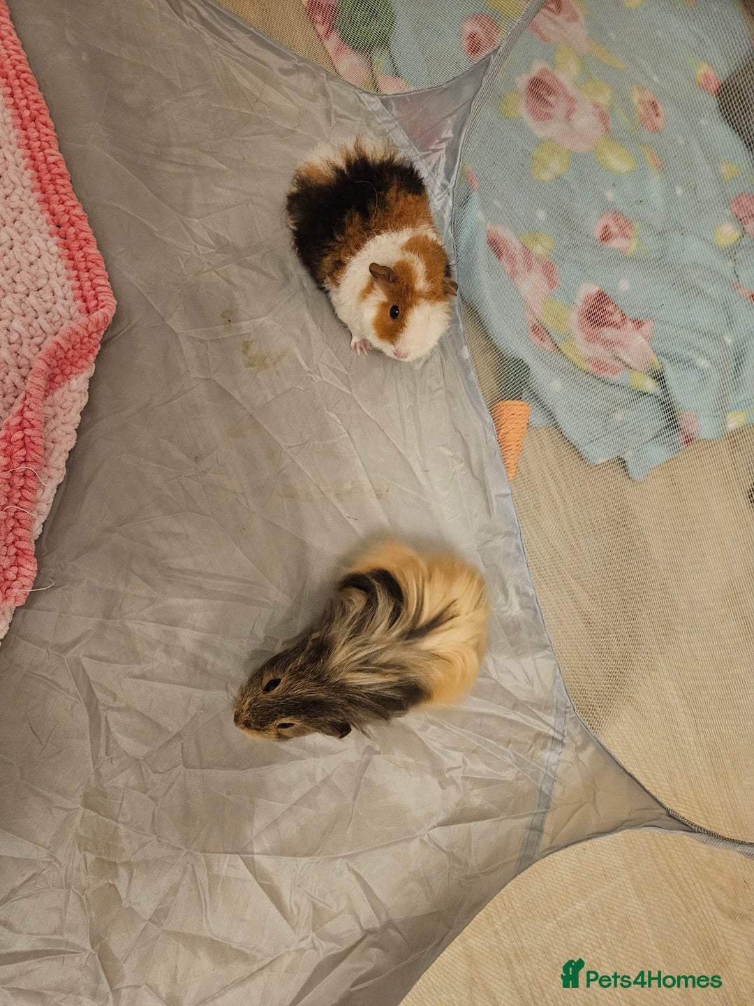 Guinea Pig rodents for sale: 2 female guinea pigs - Advert 1