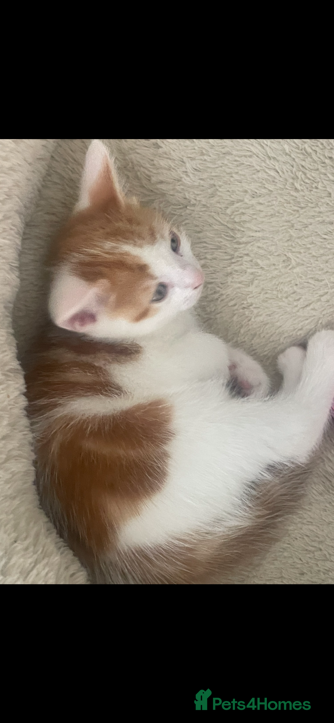 Mixed Breed cats for sale: Beautiful ginger and white kittens - Image 7