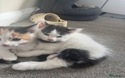 British Shorthair cats for sale: Three female kittens looking for new home  - Image 2