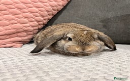 Mini Lop rabbits for sale: Beautiful mini lop rabbits for sale - Image 16