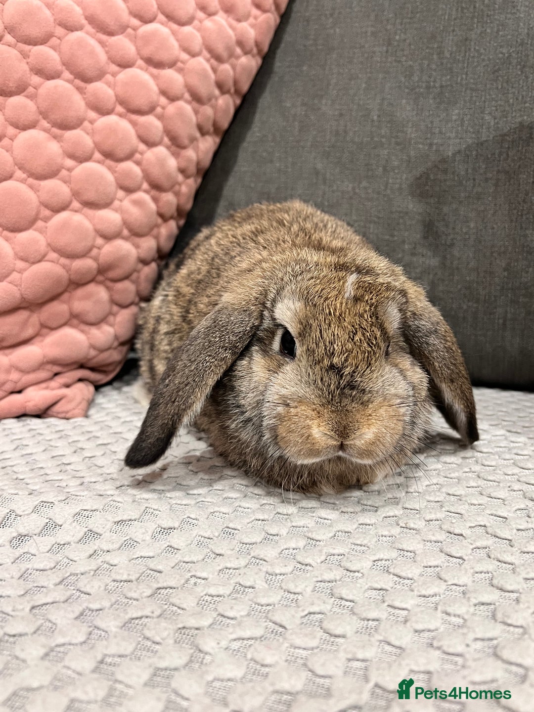 Mini Lop rabbits for sale: Beautiful mini lop rabbits for sale - Image 16