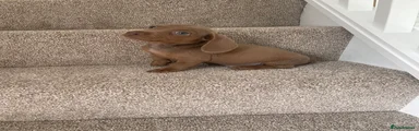 Miniature Dachshund Puppy 1