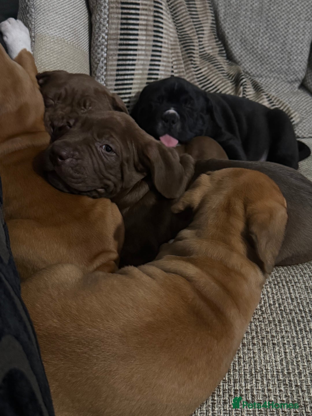Mixed Breed dogs for sale: Ddb x cane corso - Advert 11
