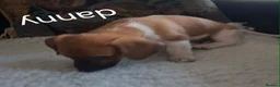 Jackapoo dogs for sale: JACKAPOO READY NOW. - Advert 9