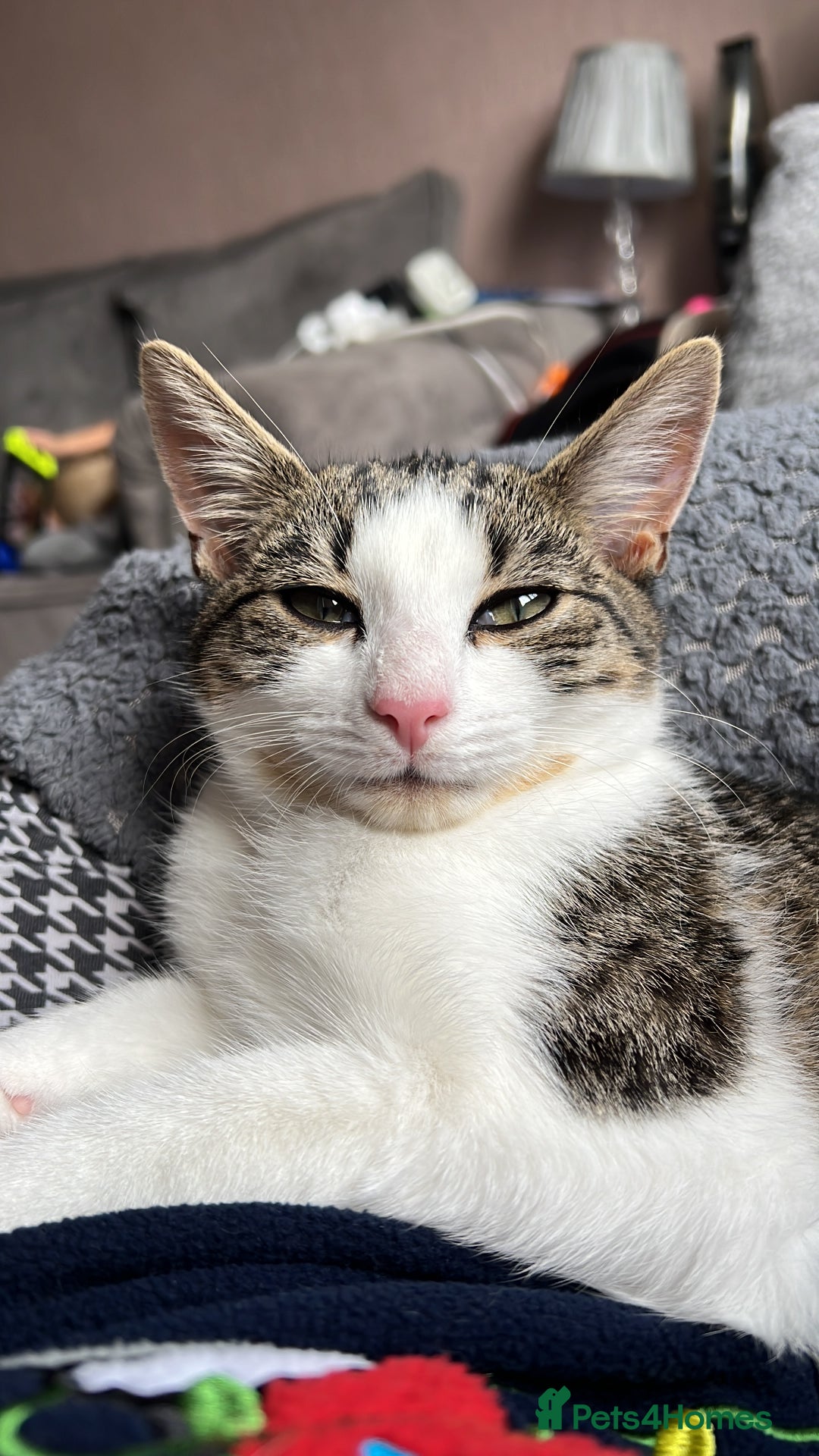 Domestic Shorthair cats for sale: Beautiful Tabby boy - Image 2