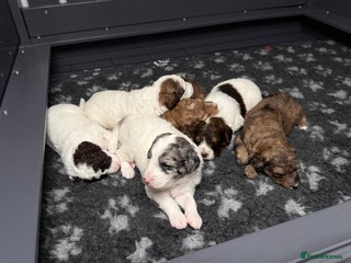 Bernedoodle dogs - Advert 1