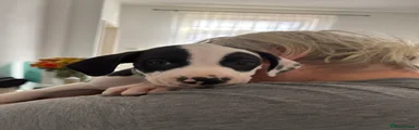 Mixed Breed 3