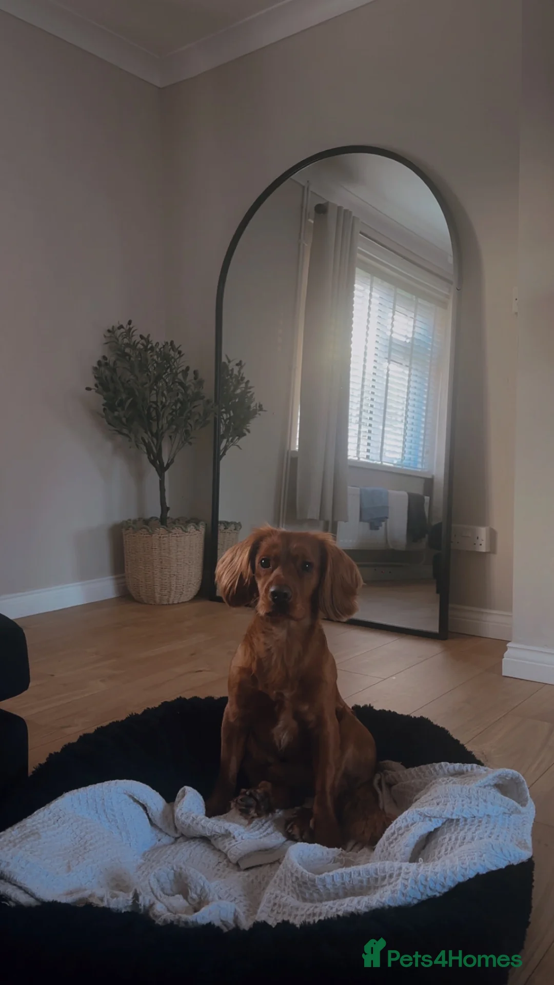 Cocker Spaniel dogs for sale: Two year old cocker spaniel  in Sunderland - Advert 2