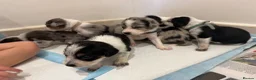 Mixed Breed dogs for sale: Collie/Cocker Mixed Puppies - Advert 13