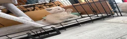 British Shorthair cats for sale: Lilac British shorthair GCCF registered - Advert 4