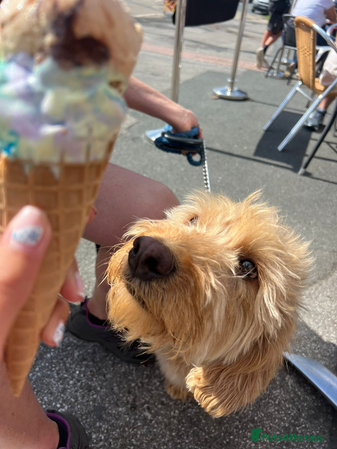 Labradoodle dogs for sale: Apricot Labradoodle - Male - Buddy! - Advert 5