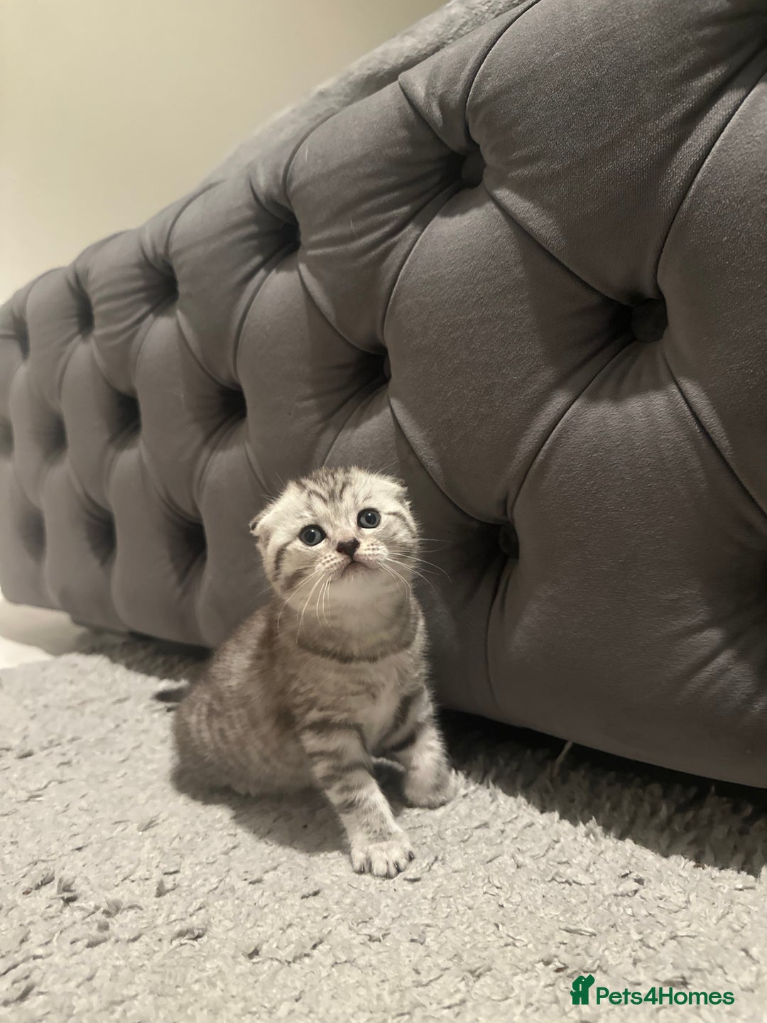Scottish Fold cats for sale: Two adorable Scottish fold and straight kittens - Advert 5