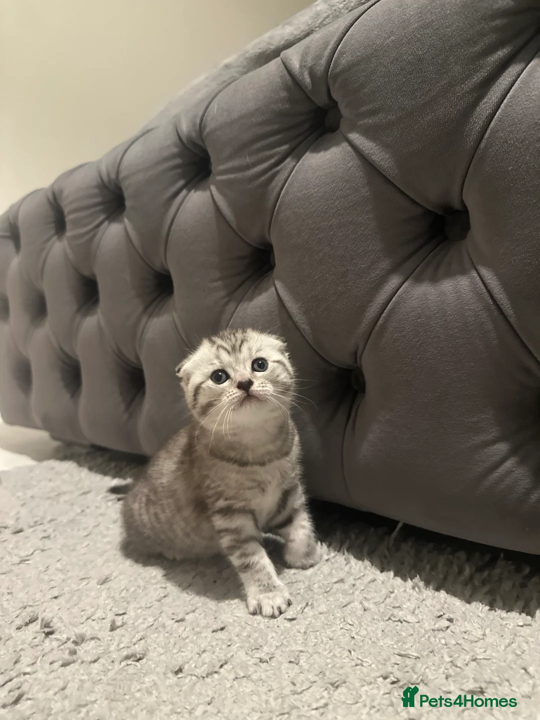 Scottish Fold cats for sale: Two adorable Scottish fold and straight kittens - Advert 6